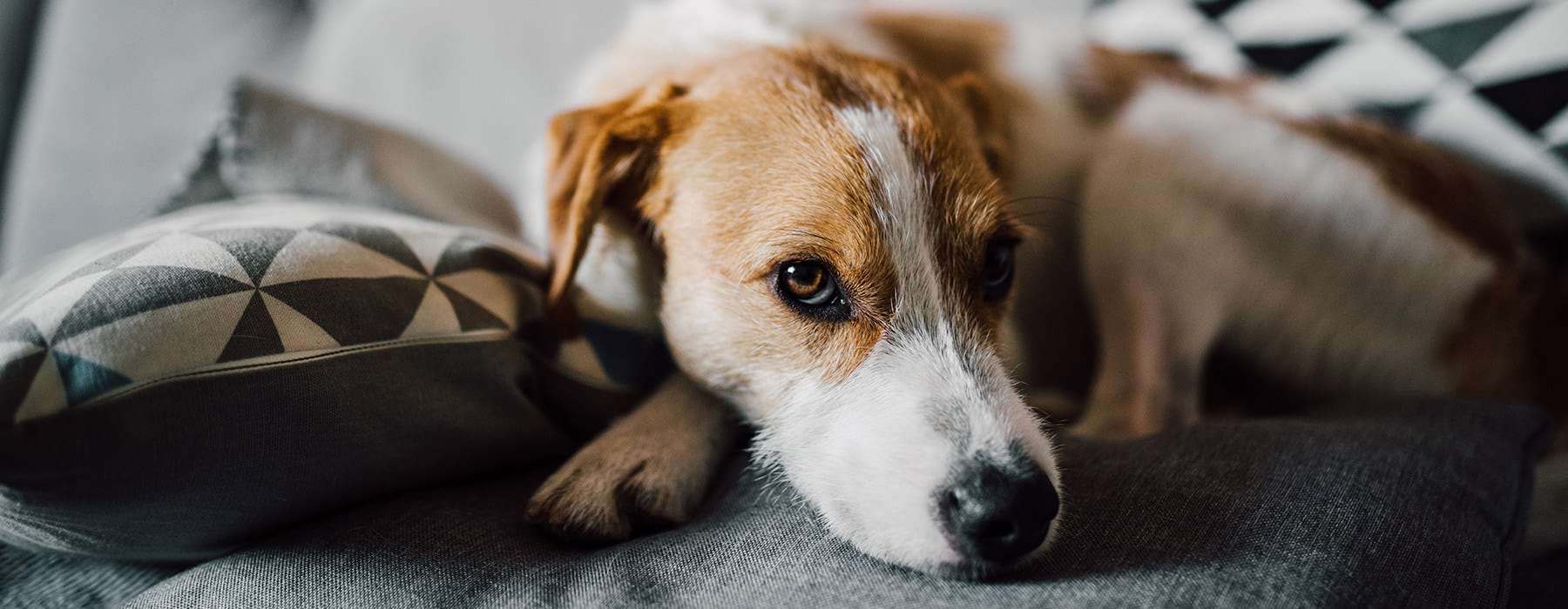 Dog laying on the back of a couch 